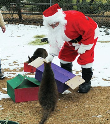 Tamara Sone/The Daily Courier<br>
Santa delivers goodies to the zoo’s wallabies during Santa with the Animals, Sunday at the Heritage Park Zoological Society.