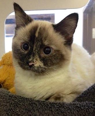 Courtesy photo<br>
Cupid is a 4-month-old Siamese mix who came to YHS needing lifesaving medical care after being hit by a car in early December. Without the YHS S.T.A.R. (Special Treatment and Recovery) program, we would not have been able to save Cupid. She is now waiting to be adopted into her lifelong, loving home.

 
