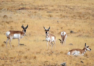Arizona Game and Fish/Courtesy photo<br>The Arizona Game and Fish Department hopes to capture pronghorn north of Prescott Valley later this month and release them in southeast Arizona.