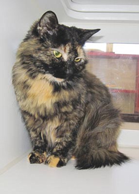 Courtesy photo<br>Ellie is a 2-year-old domestic shorthair tortoiseshell who was abandoned in the countryside. Ellie demonstrates why pet cats need to be kept indoors: She nearly starved to death and was unable to hold her own with the community ferals. She was rescued by YHS and has proven to be a very sweet cat longing for a loving home. She is available for adoption at YHS today.