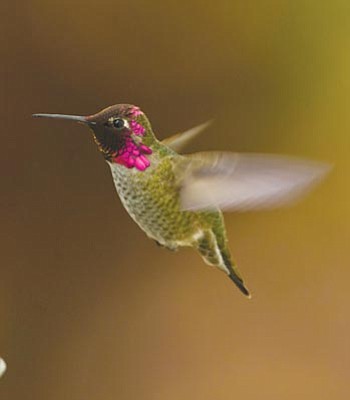 Photos.com<br>Anna’s hummingbird