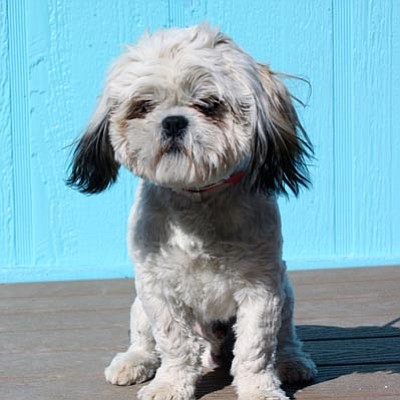Courtesy photo<br>Cupid is available for adoption by silent auction 3 p.m. Friday at the Yavapai Humane Society. Cupid is a 1-year-old neutered Lhasa Apso with the most amazing blue eyes you have to see to believe. Cupid is the perfect Valentine’s Day adoption. He is as cute as a bug and loves everyone; he is super-playful and loves belly rubs, but is also content curling up on someone’s lap. Call 445-2666 to participate in the auction.