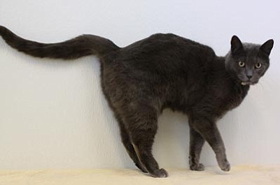 Courtesy photo<br>Morgana is a 2-year-old female Russian Blue who will help with household chores like inspecting computer keys, watching TV and reading the paper with you, and helping you relax at the end of a long day. You’ll wonder how you managed without her.