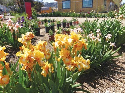 Kurt Forman/Courtesy photo<br /><br /><!-- 1upcrlf2 -->This garden of irises at the home of Dan Schroeder survived the Yarnell Hill fire on June 30, 2013, even though his home was destroyed. The garden is now in full bloom.<br /><br /><!-- 1upcrlf2 --><br /><br /><!-- 1upcrlf2 -->