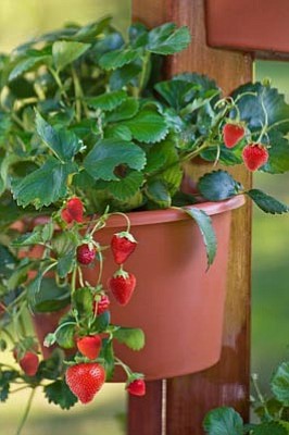 Courtesy photo/Gardener’s Supply Company<br> Strawberries are excellent container plants. Ever-bearing or day neutral varieties will provide fruit to harvest throughout the growing season.
