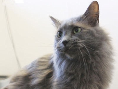 Smokey is a 4-year-old domestic medium-hair who, although shy, is also very sweet. She loves everyone once she gets to know them. Smokey will make a wonderful pet for an individual or a family with older, respectful children. (Courtesy photo)