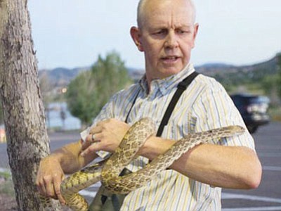 Eric Moore – again – encountered a gopher snake at Willow Lake, possibly the same one he discovered in August pictured in this photo. (Courtesy photo)