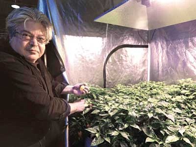 David Ittel checks on habanero plants growing in his Brew & Grow Chicago store that are in a positive pressure tent. Ittel has sold indoor gardening supplies for three decades at his shops in Illinois and Wisconsin. As Illinois and other states legalize medical marijuana, there’s one stage in the process that nobody wants to talk about: obtaining seeds or cuttings. (M. Spencer Green/The Associated Press)