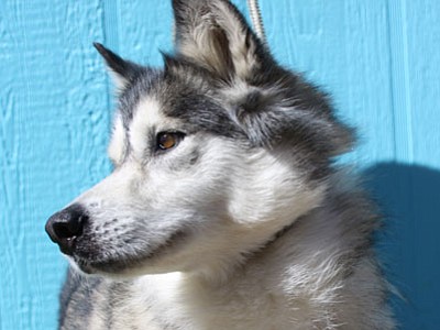 Maya is a very sweet and gentle 6-year-old female Siberian Husky who loves kids and people of all ages. She and all pets at YHS are available for just $10 this Halloween weekend, Friday through Sunday. (Courtesy photo)