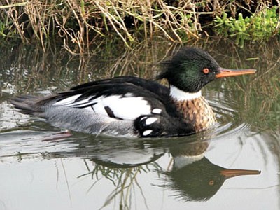 A red-breasted merganser. (Courtesy photo)