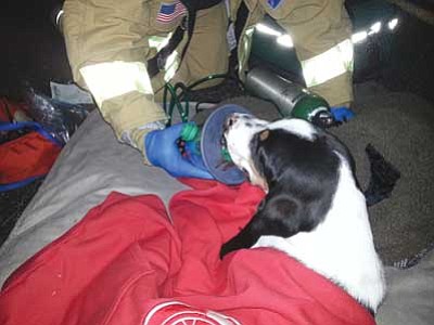 Courtesy photo/Walker Volunteer Fire Department<br>
A dog, involved in a Saturday night rollover accident, gets help from Walker Volunteer firefighters.