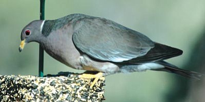 Courtesy photo<br>This image of an adult band-tailed pigeon was taken in Prescott at The Ranch subdivision.