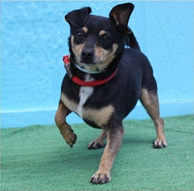 Dudley is a 4-year old male Manchester Terrier mix who is a true love bug. He is well behaved and will make a great addition to any home; and he’s a Zen Master when it comes to practicing mindfulness.