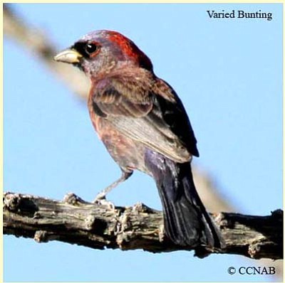 Male varied bunting (Courtesy)