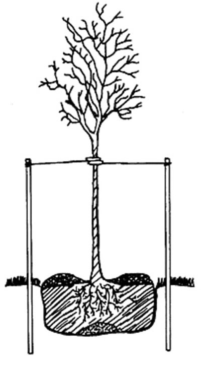 This diagram from the University of Arizona publication “Selecting, Planting and Staking Trees.” shows planting hole, unamended backfill, mulch on soil surface, and staking. (Courtesy)