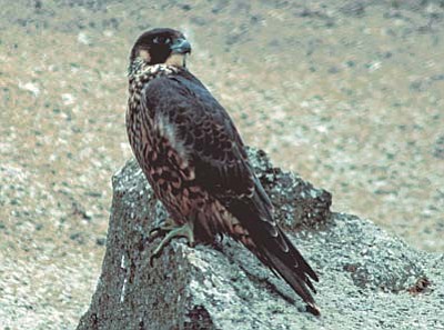 Teddy Llovet/Wikimedia<br> 
Peregrine falcon
