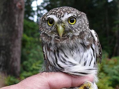 Courtesy/photobucket.com<br>
Northern pygmy owl.