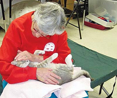 Courtesy Photo<br>Beth Lewis, a volunteer with Animal Disaster Services, calms a cat at the shelter during the Crown King Fire in 2008.