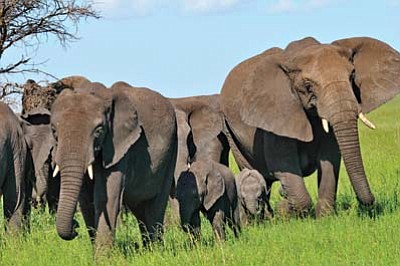 Elephants on the Serengeti grasslands. (Walt Anderson/Courtesy)
