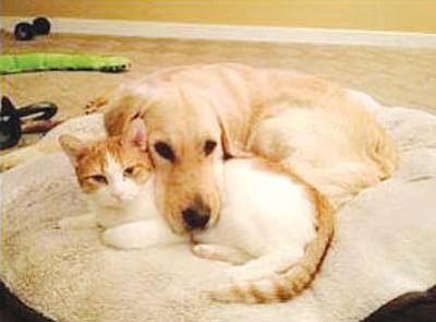 United Animal Friends aims to collect 100 pet beds this winter.(Courtesy photos)