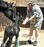 David Pizer, owner of the Creekside Preserve Resort in Mayer, gives a treat to a rare pure-bred Friesian colt born on April 19 at the resort. As yet unnamed, the descendant of famed Dutch warhorses joins four other Friesians, including his mother Fedska Van Lapinenburg (left).
Courtesy photo/Andrew Johnson-Schmit