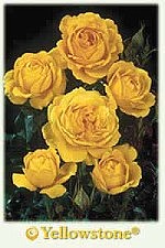 Photo detail