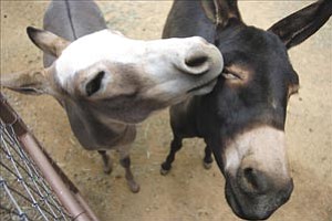 Courier/Les Stukenberg
Miniature donkeys Paulee, left, and Brayonna of Carol and George Heintz get up close and personal at their Prescott home.