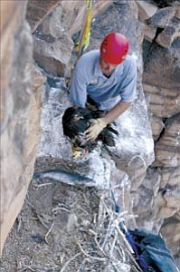 Photos courtesy of George Andrejko/Arizona Game and Fish Department

Arizona Game and Fish Department Biologist Kenneth ³Tuk² Jacobson puts a bald eaglet back in its nest on a cliff along the Verde River near Clarkdale, leaving a fish for a snack.