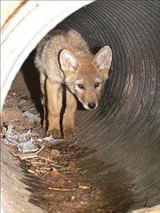 Courier/Nathaniel Kastelic
One of a supposed three coyote cubs peeks its head out of a water drain that a coyote family has made its den at the Prescott Valley Civic Center Monday evening.