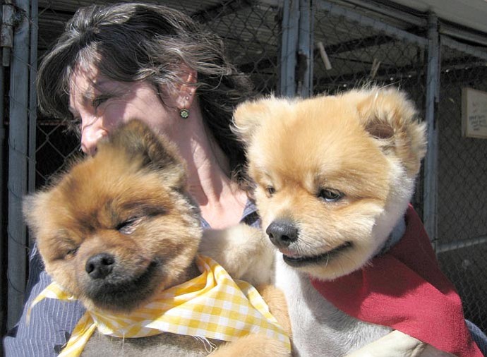 The Daily Courier/Joanne C. Twaddell --- Shelly Gilliam of the C Bar C Doggie Dude Ranch, another place for pampering pets, holds two happy pomeranians who have had their summer cut.