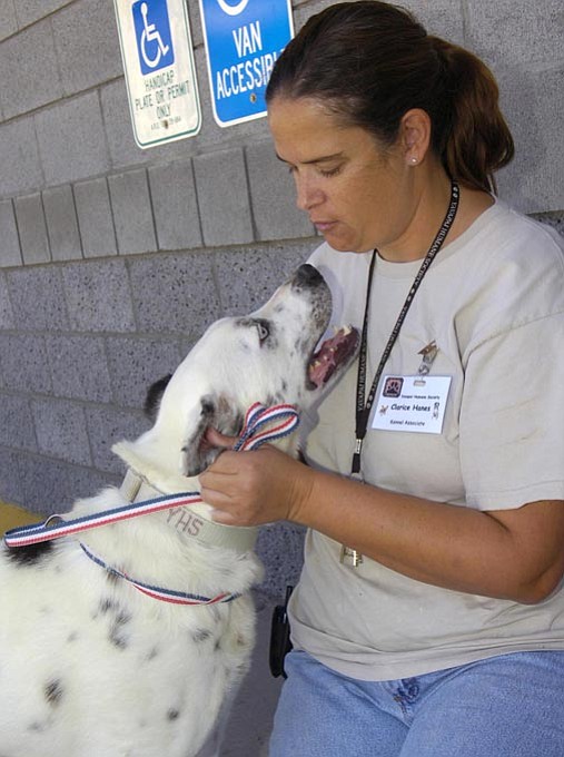 A closer look Animal abuse in Yavapai County The Daily Courier