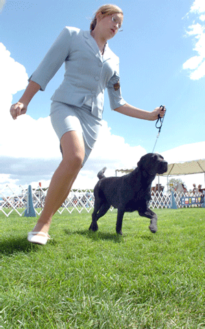 The Daily Courier/Nathaniel Kastelic<p>
Raygen Hensley shows Jasmine, a Black Labrador, in the junior showmanship at the Prescott Kennel Club dog show.