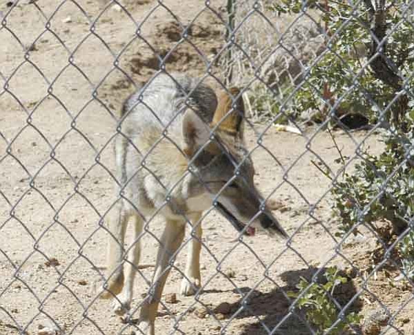 One of the new young coyotes runs through their enclosure at Heritage Park Zoological Sanctuary Saturday.