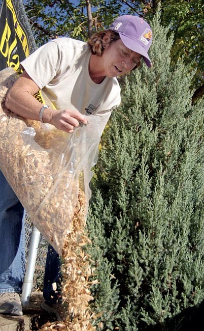 Courier/Jason Soifer
Master Gardener Peg Kain spreads some cedar chips at the Prescott Valley Nursery. A layer of mulch protects gardens from harsh winter conditions.