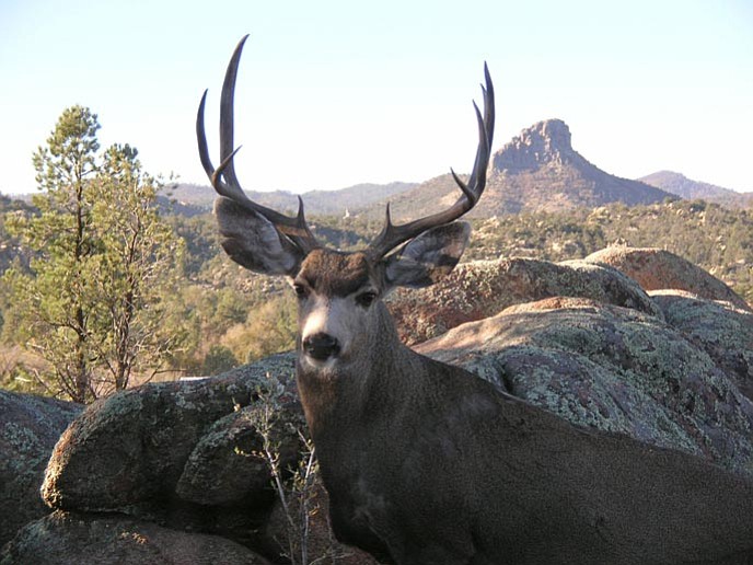 Reader photo/Carol Nagel --- Carol Nagel sent us this photo of a mule deer. She snapped it through her living room window.