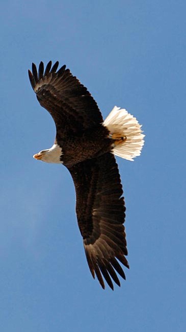 Courtesy AG&FD/George Andrejko
A bald eagle soars above Lynx Lake.