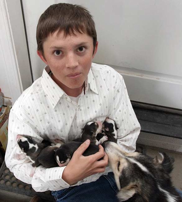 The Daily Courier/Les Stukenberg
Josh Sanderson, a 13-year-old eighth-grade student at Liberty Traditional School, holds some of the 2-day-old puppies he saved from under a shed on Will Tarr’s Prescott Valley property.