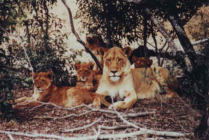 Reader photo/Bette Winkelstern --- A lioness rests with her cubs in Mala Mala, South Africa.