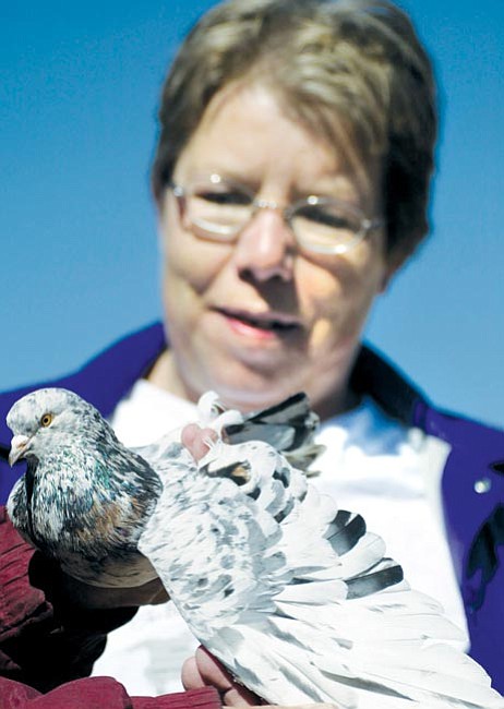 The Daily Courier/Les Stukenberg<p>
Janet Edwards looks at the wing of one of her Birmingham roller pigeons that her husband Gary holds.