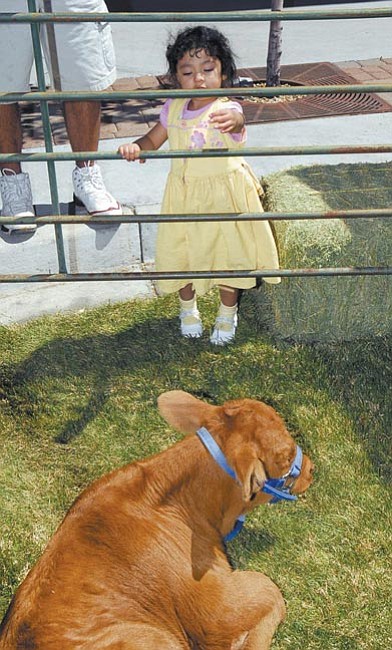 The Daily Courier/Jo. L. Keener
<br>
Evett Caudillo, 2, of Prescott Valley offers some hay to a calf at the Orme Ranch display Saturday during the Farm Expo at Prescott’s Gateway Mall.
