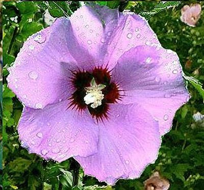 Courtesy
Rose of Sharon is related to the tropical hibiscus of California but is extremely hardy at this altitude.

