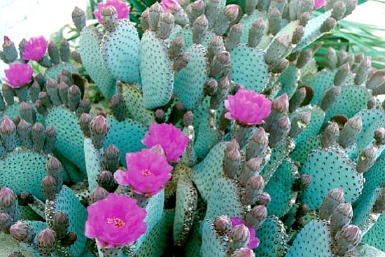 Courtesy<p>
Beavertail Prickly Pear (Opuntia basilaris) is firewise and waterwise.