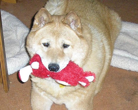 Courtesy/mbs, Flying Paws<p>
This is Daisy in her new home with one of her many favorite toys. Daisy is an 11-year-old Chow who has found a new home thanks to the efforts of Flying Paws.