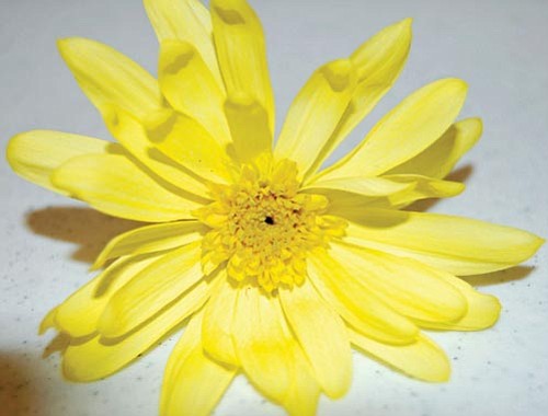Doug Cook/The Daily Courier
Participants had the chance to look at and dissect a few different flowers, including this vibrant yellow flower.