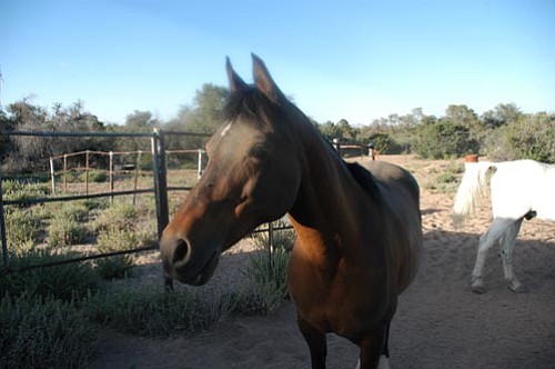 Courtesy/Emily Warren<p>
The Yavapai County Board of Supervisors granted a 10-year use permit that allows Marilyn Warren to keep her two horses, Goldie and Pacer, on her one-acre property in Paulden.