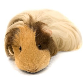 There are a lot of things to consider when looking for that right pet. After researching our options, we decided on a guinea pig.
