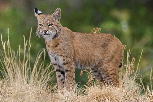 Chris Darakis/Courtesy photo<p>
Bobcats, like the one pictured here, are nocturnal animals. If you see one in the daytime, it might have rabies.