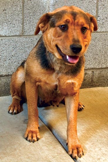 Michael Herrick/Courtesy photo<p>
This is Thelma, a 2-year-old spayed female Rottweiler mix. Thelma came to the Yavapai Humane Society from Robert’s Roost, a rescue organization working with Mohave County Animal Control. She is good with other dogs but not cats. If you would like to meet Thelma or any of our other great pets, please come by the shelter or one of our adoption locations. You can call 445-2666 for more information.
