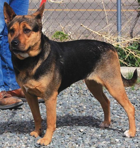 Dawn Gonzales/Courtesy photo<p>
This is Baby, a 6-year-old spayed female shepherd mix. Baby is very well-behaved, loves to play and loves children. Baby is available through our Seniors for Seniors program, in which we waive the adoption fee for our senior adopters. If you would like to meet Baby or any of our other great pets, please come by the shelter or one of our adoption locations. You can call 445-2666 for more information.