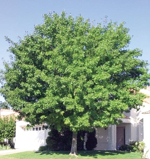 Ken Lain/Courtesy photo<p>
This Modesto Ash is not only a great shade tree, but is easy on the water and has great fall color to follow.